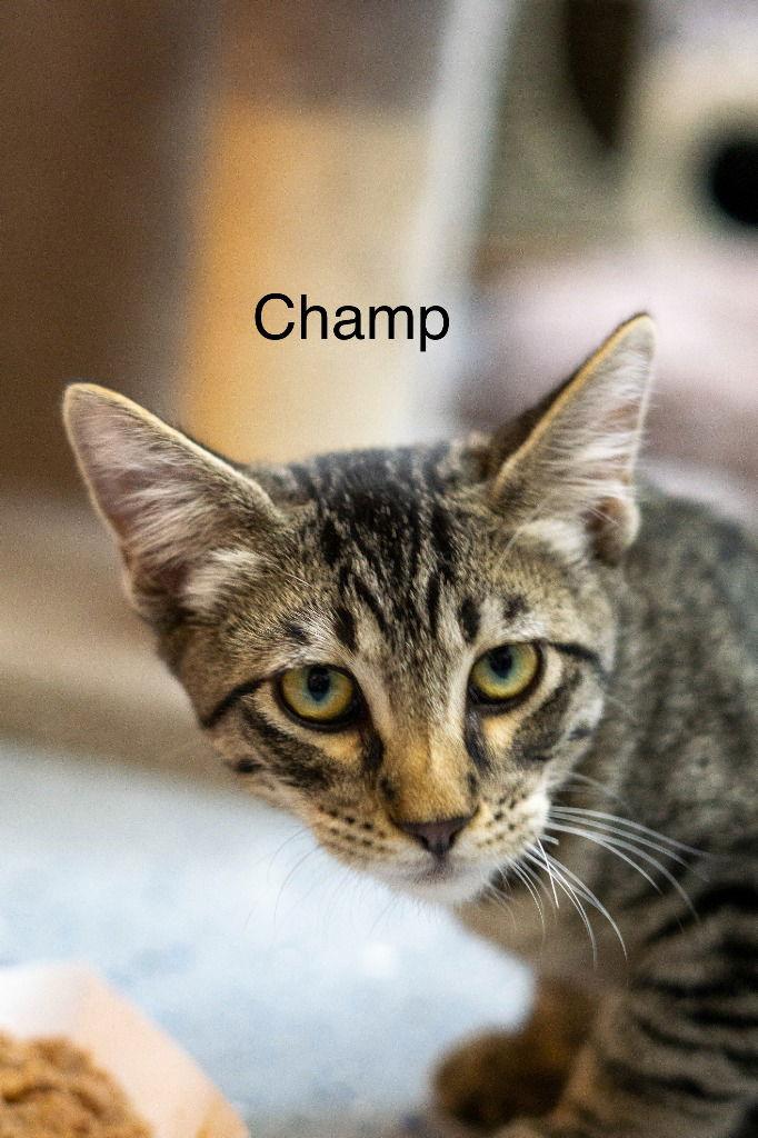 Enlarge Champ, a Adoptable mixed breed in Saint George, UT image 2/3