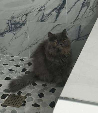 Puff, Adoptable, Young Female Persian.