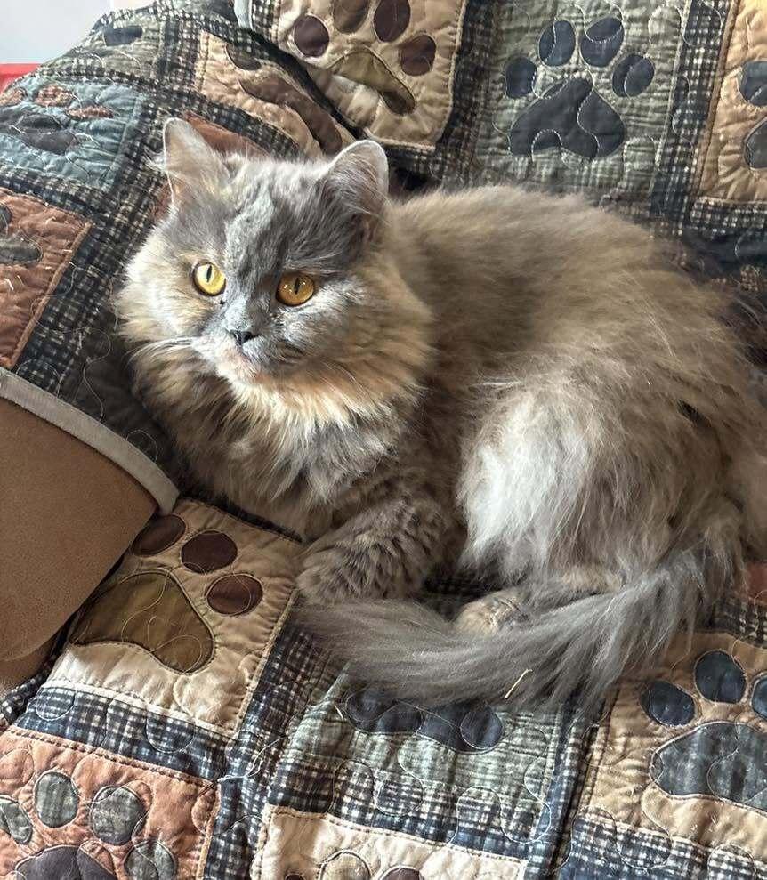 Puff, a Adoptable Persian in Vienna , VA image 2/6