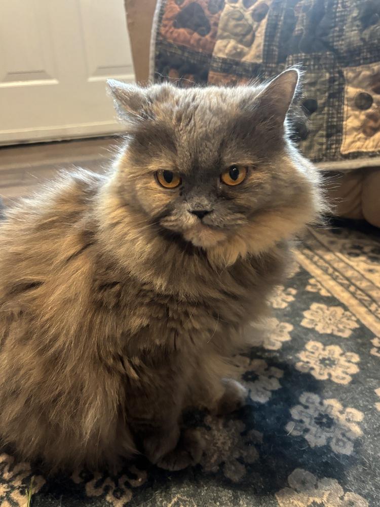 Puff, a Adoptable Persian in Vienna , VA image 3/6