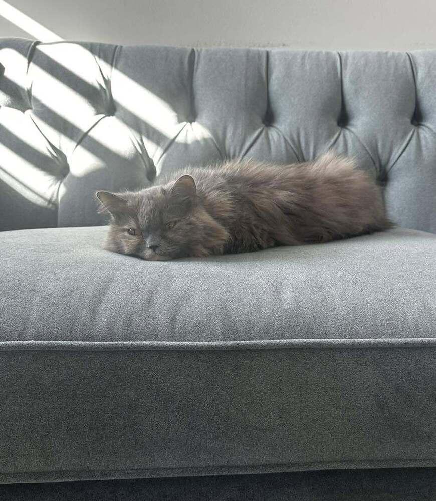 Puff, a Adoptable Persian in Vienna , VA image 4/6