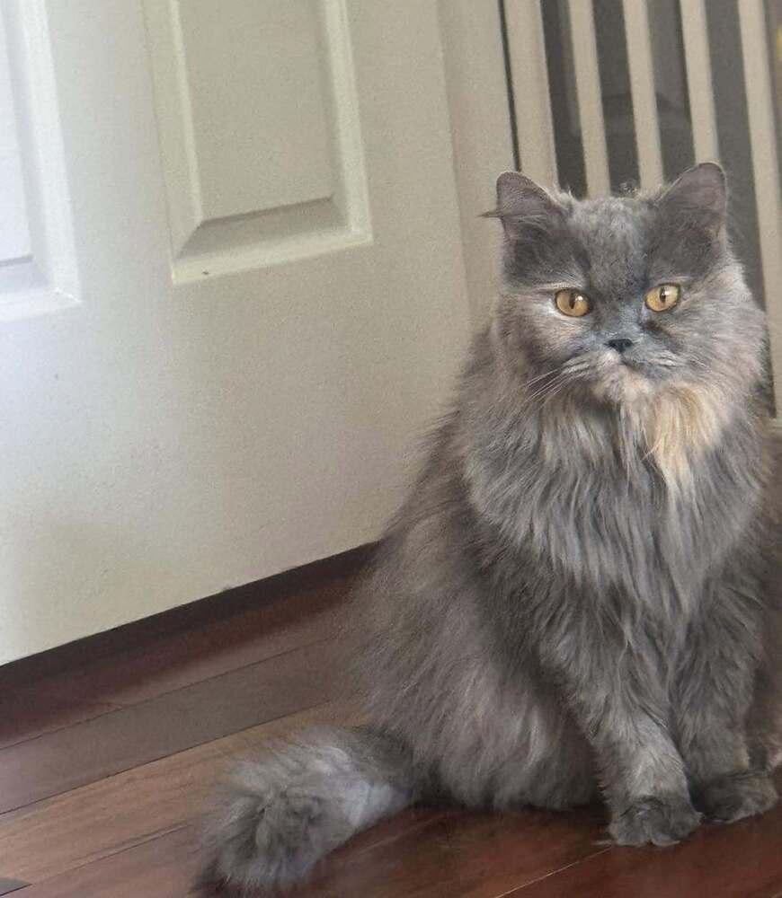 Puff, a Adoptable Persian in Vienna , VA image 5/6