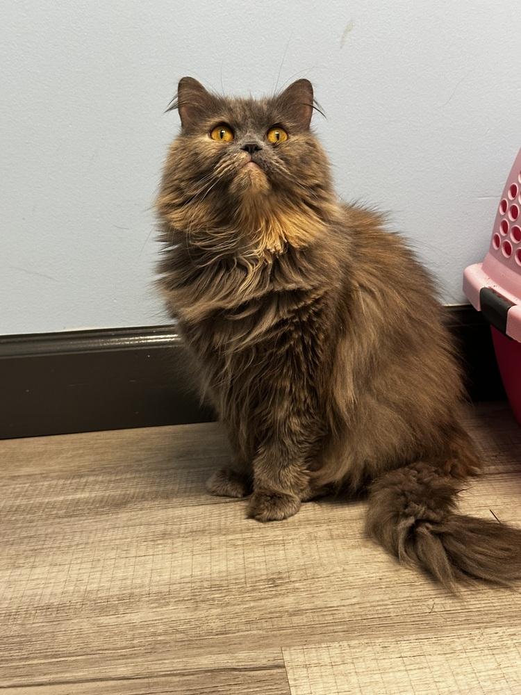 Puff, a Adoptable Persian in Vienna , VA image 6/6