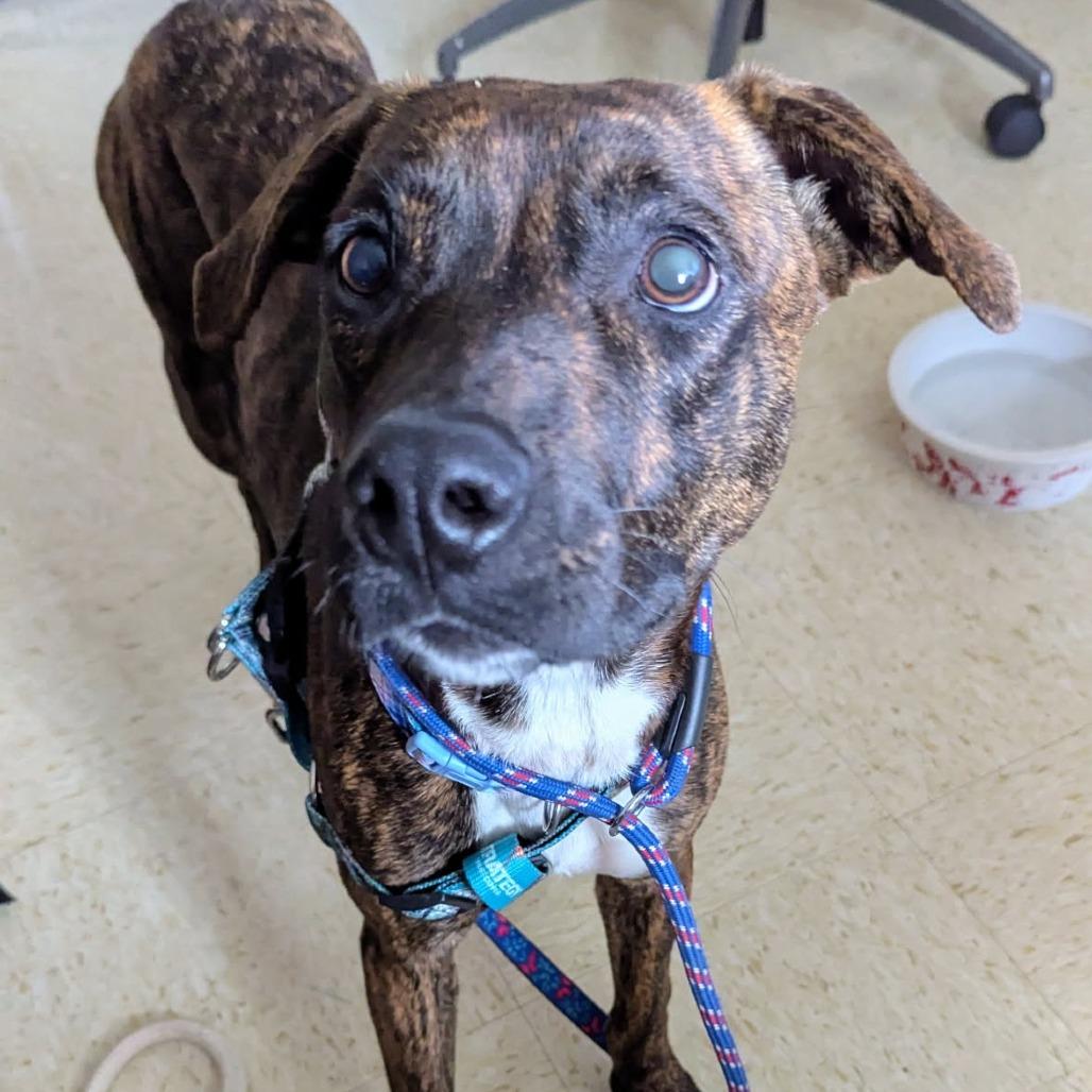 Enlarge Shakti, a Adoptable Mixed Breed in Volcano, HI image 1/6