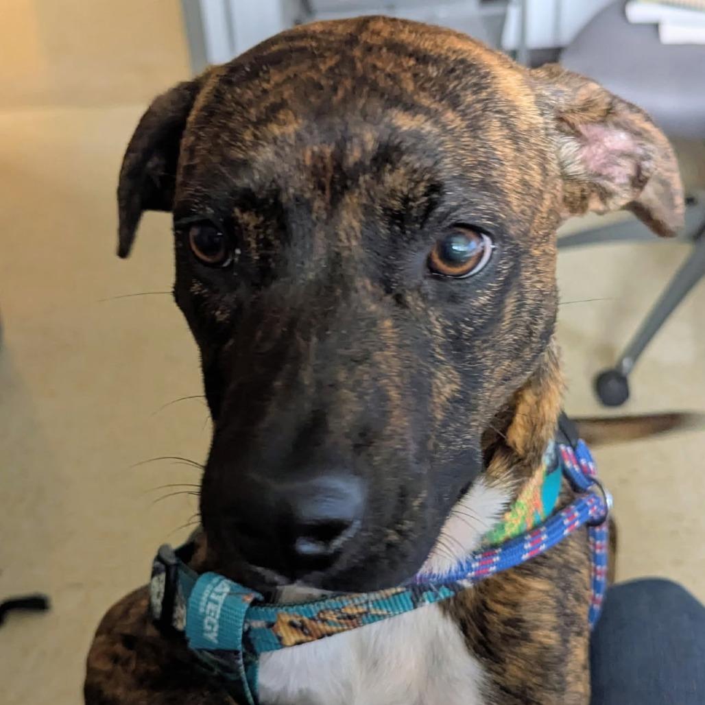 Enlarge Shakti, a Adoptable Mixed Breed in Volcano, HI image 2/6