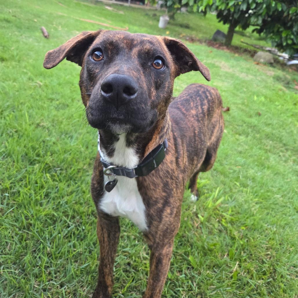 Enlarge Shakti, a Adoptable Mixed Breed in Volcano, HI image 3/6