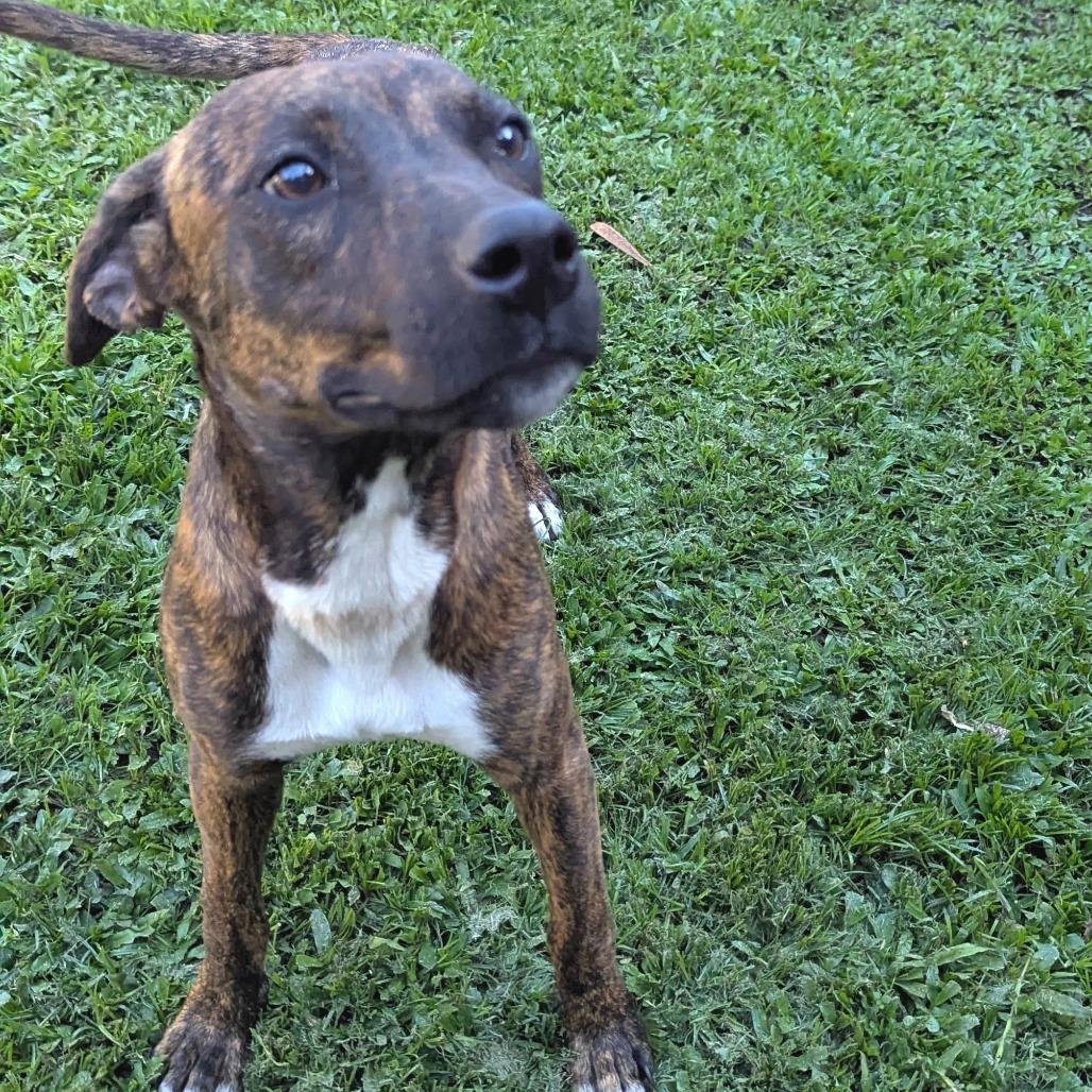 Enlarge Shakti, a Adoptable Mixed Breed in Volcano, HI image 4/6