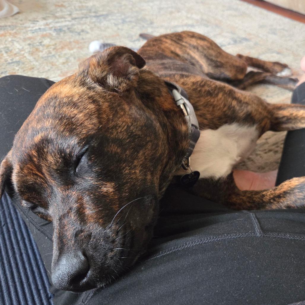 Enlarge Shakti, a Adoptable Mixed Breed in Volcano, HI image 5/6