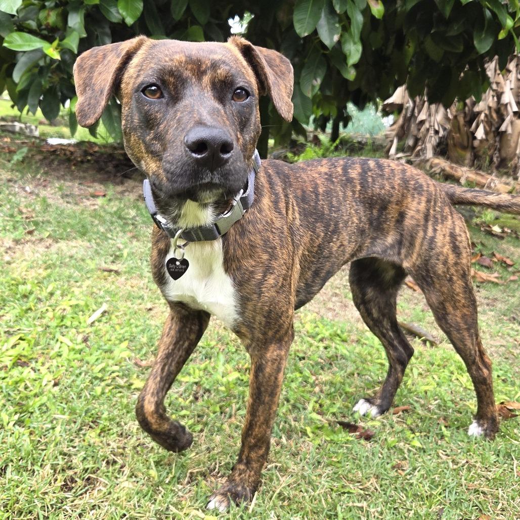 Enlarge Shakti, a Adoptable Mixed Breed in Volcano, HI image 6/6