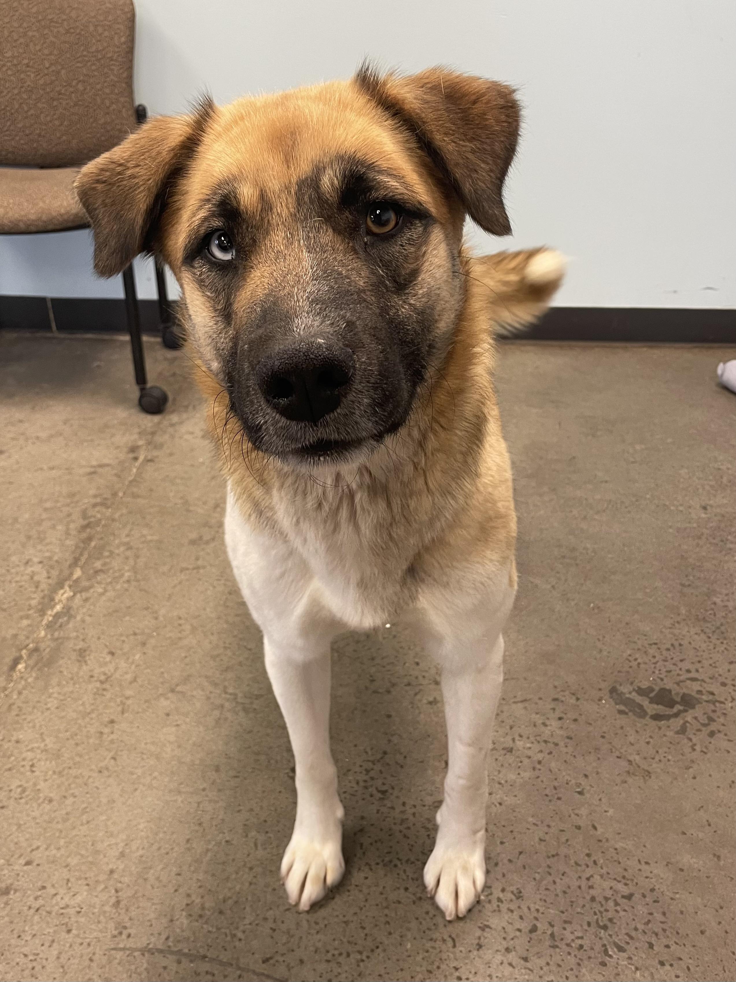 Lady, an adopted mixed breed in Mishawaka, IN image 1/6