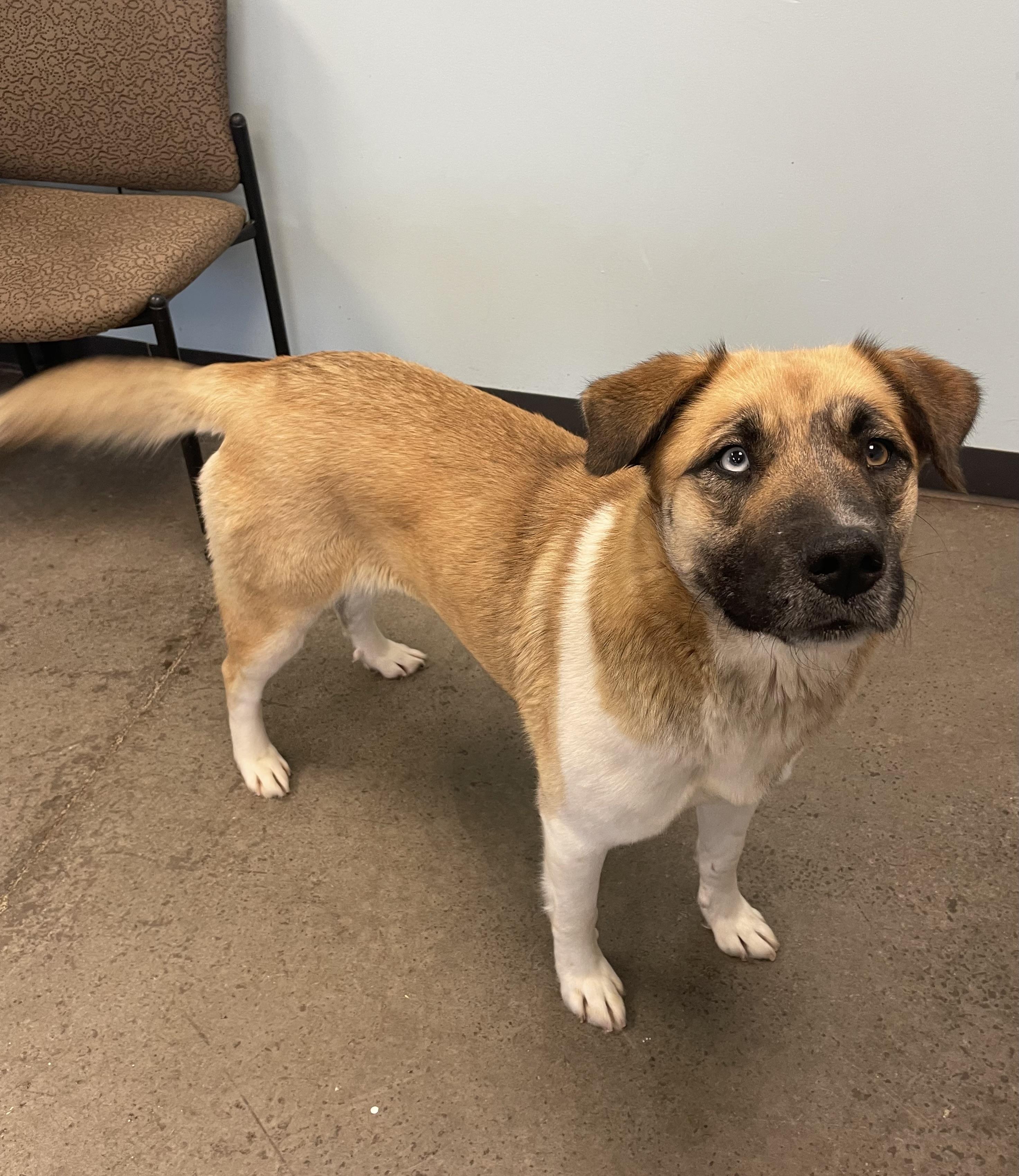 Lady, an adopted mixed breed in Mishawaka, IN image 2/6