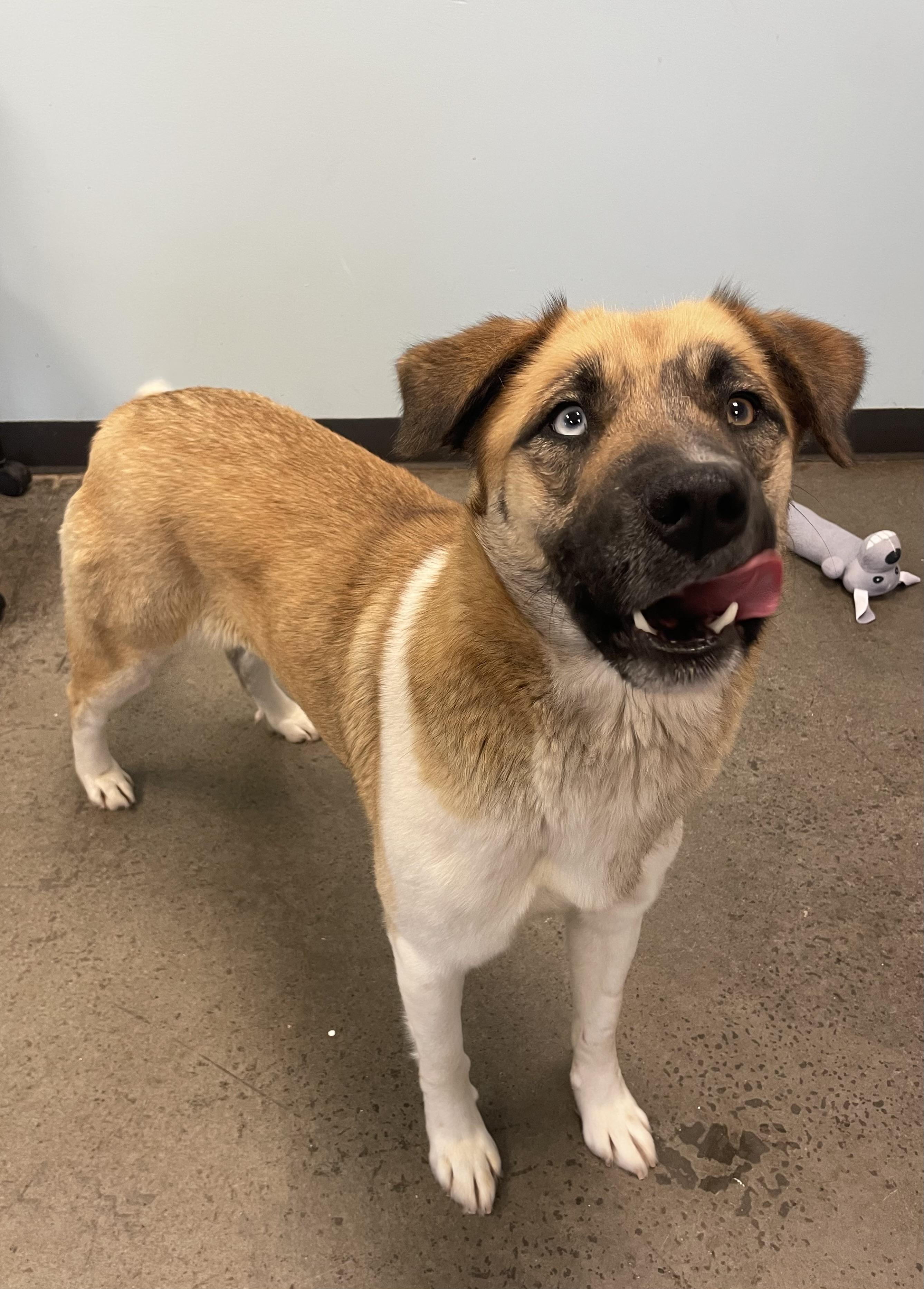 Lady, an adopted mixed breed in Mishawaka, IN image 4/6