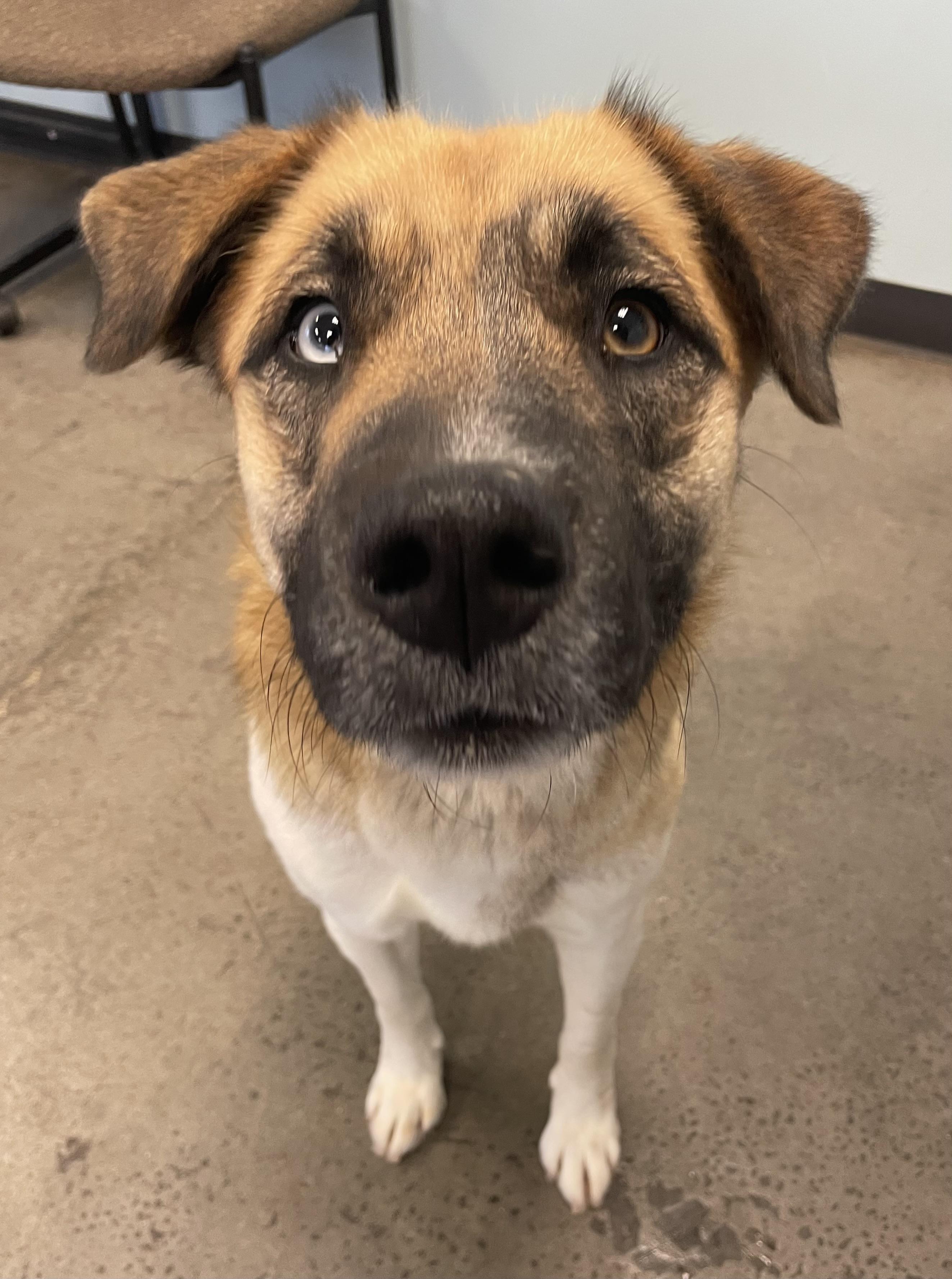 Lady, an adopted mixed breed in Mishawaka, IN image 5/6