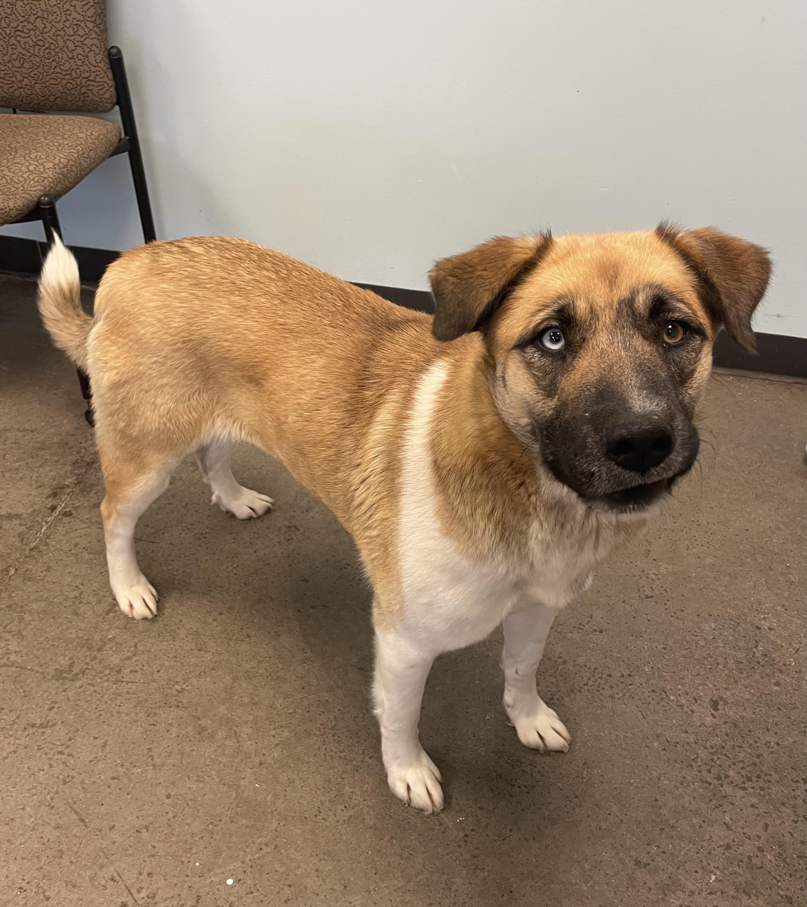 Lady, an adopted mixed breed in Mishawaka, IN image 3/6