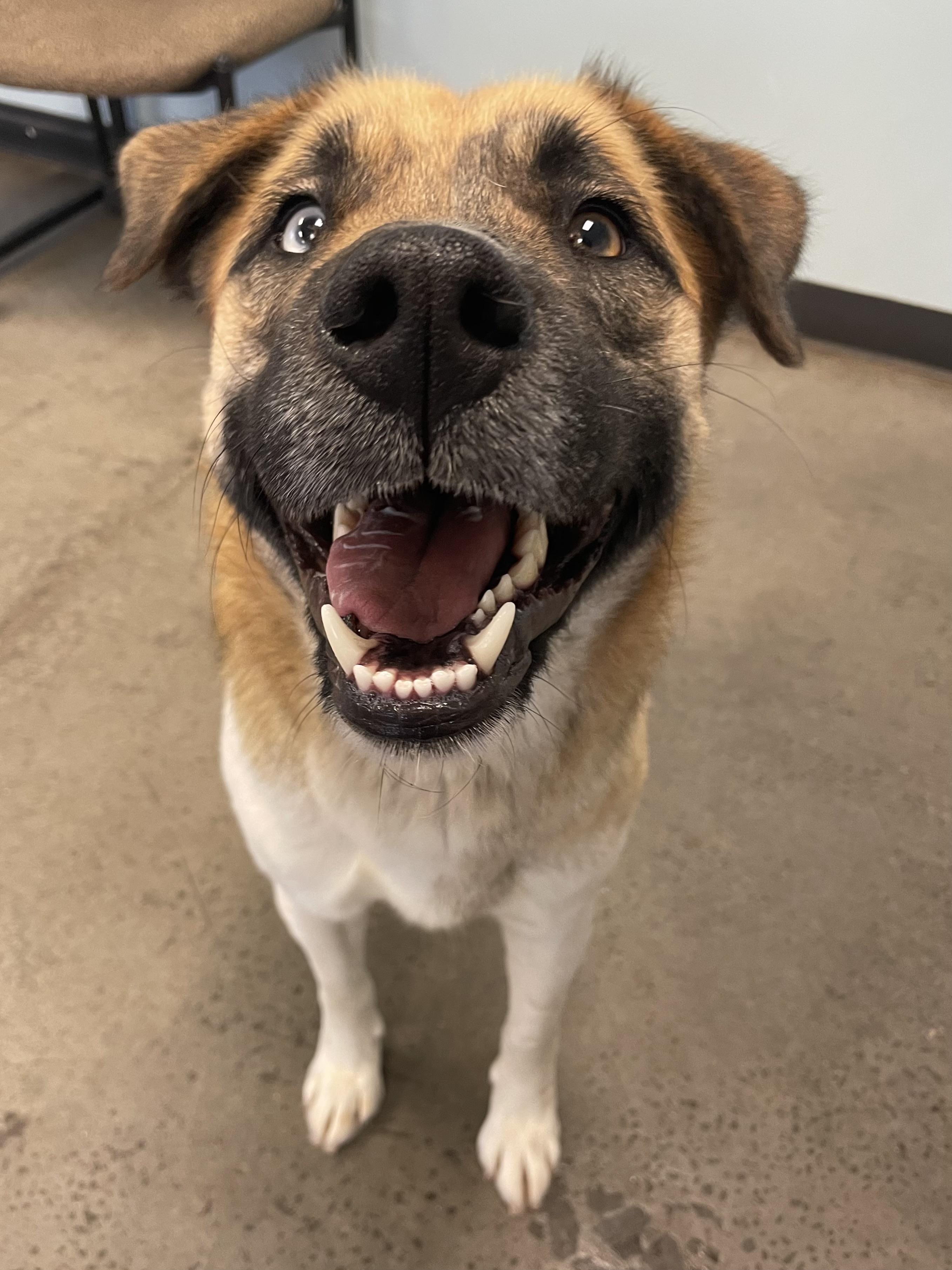 Lady, an adopted mixed breed in Mishawaka, IN image 6/6