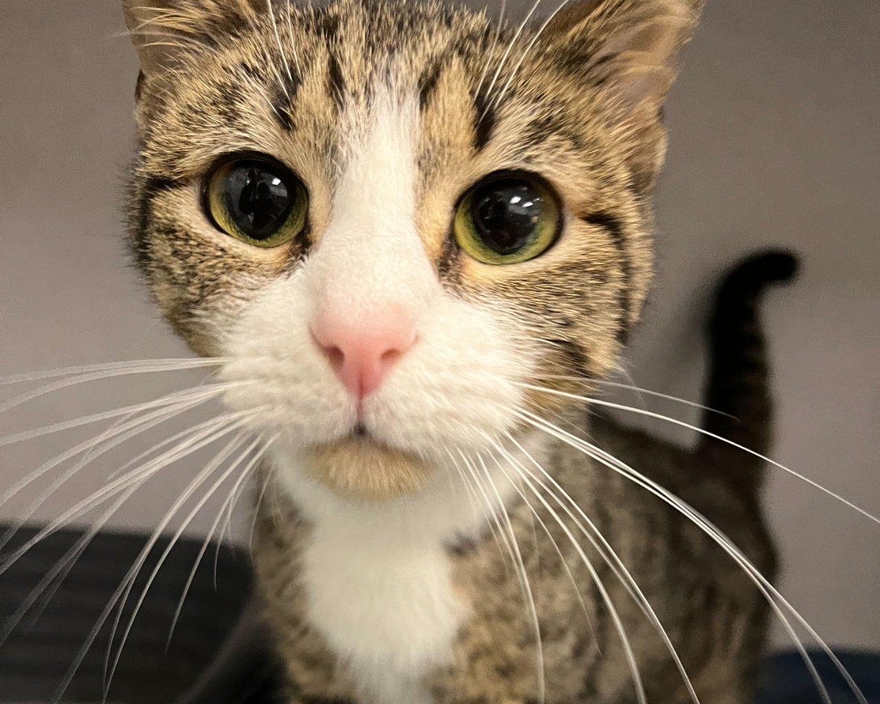Tulip, Adoptable, Young Female Domestic Short Hair.