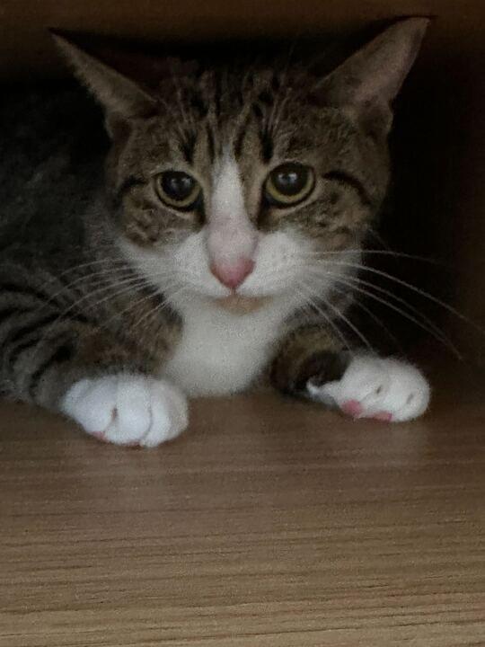 Tulip, a Adoptable Domestic Short Hair in Raleigh, NC image 2/3