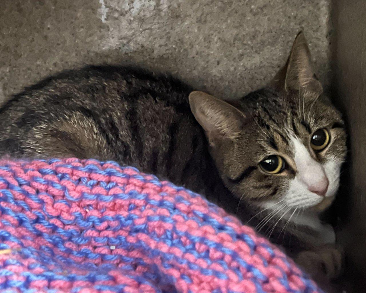 Tulip, a Adoptable Domestic Short Hair in Raleigh, NC image 3/3
