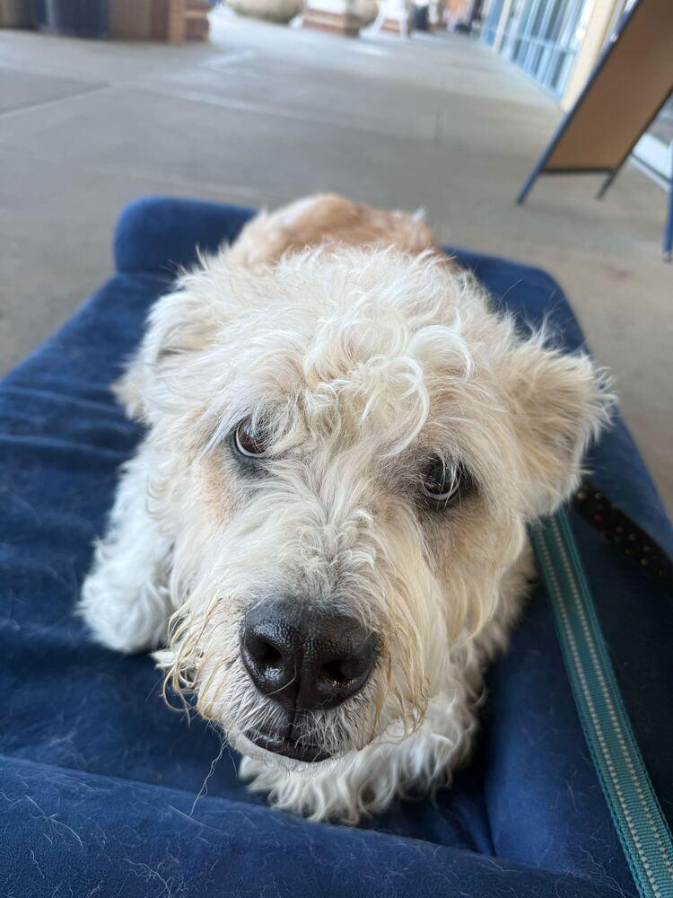 Max, Adoptable, Senior Male Schnauzer & Boxer.