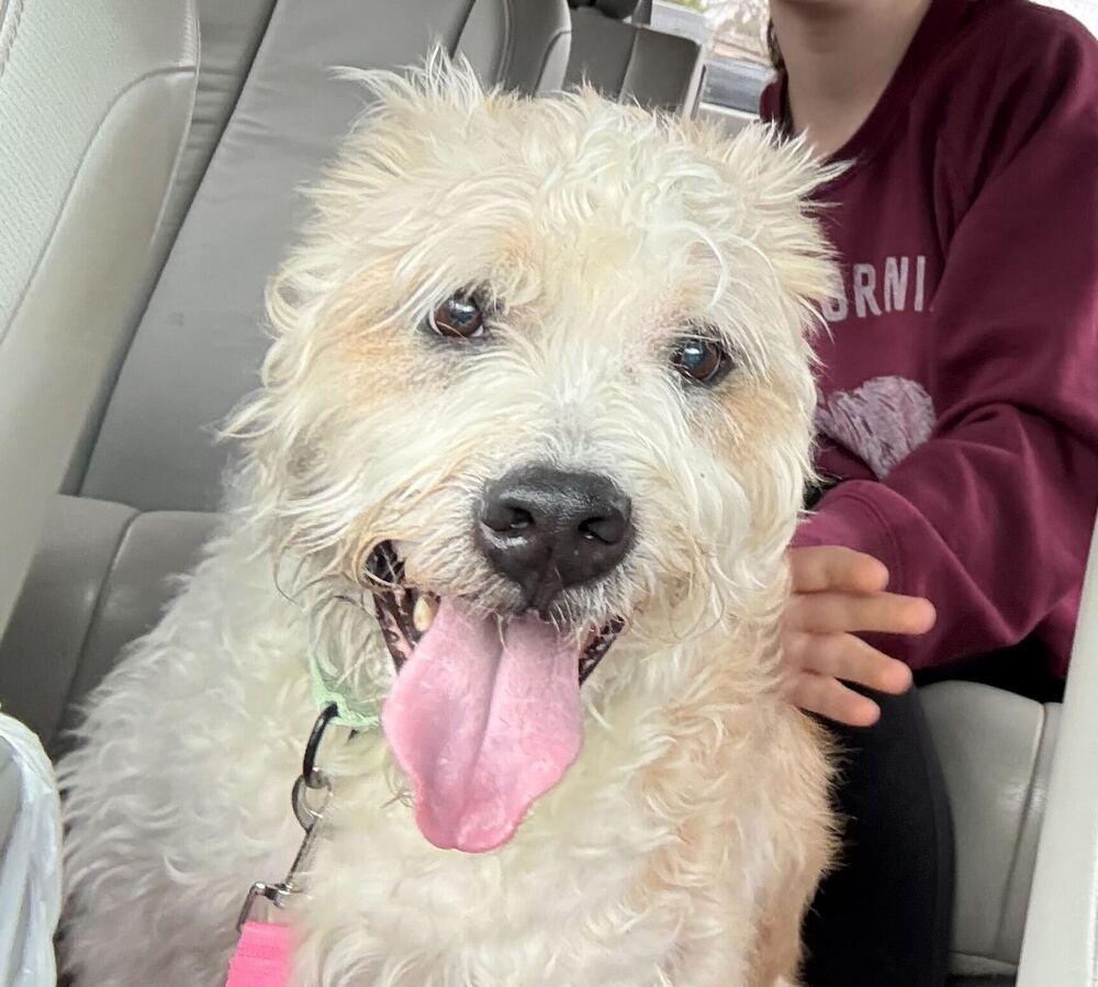 Enlarge Max, a Adoptable mixed breed in Silver Spring, MD image 2/6