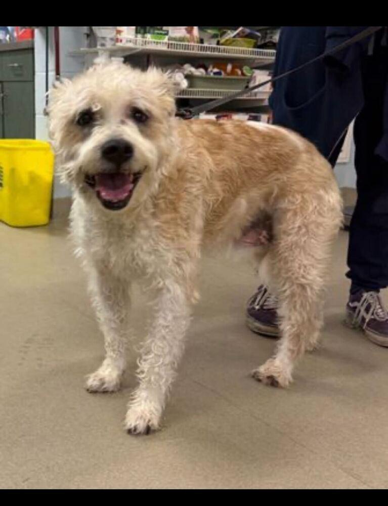Enlarge Max, a Adoptable mixed breed in Silver Spring, MD image 3/6