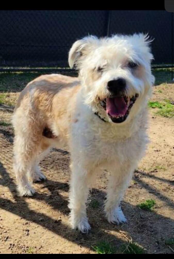 Enlarge Max, a Adoptable mixed breed in Silver Spring, MD image 4/6