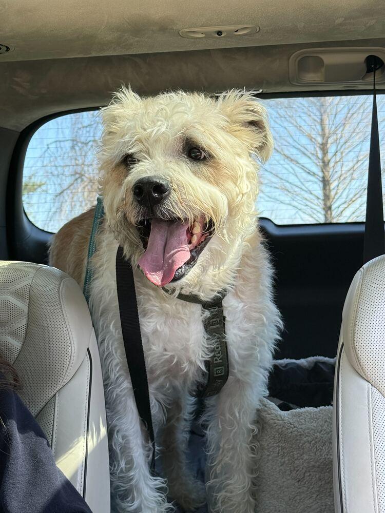 Enlarge Max, a Adoptable mixed breed in Silver Spring, MD image 5/6