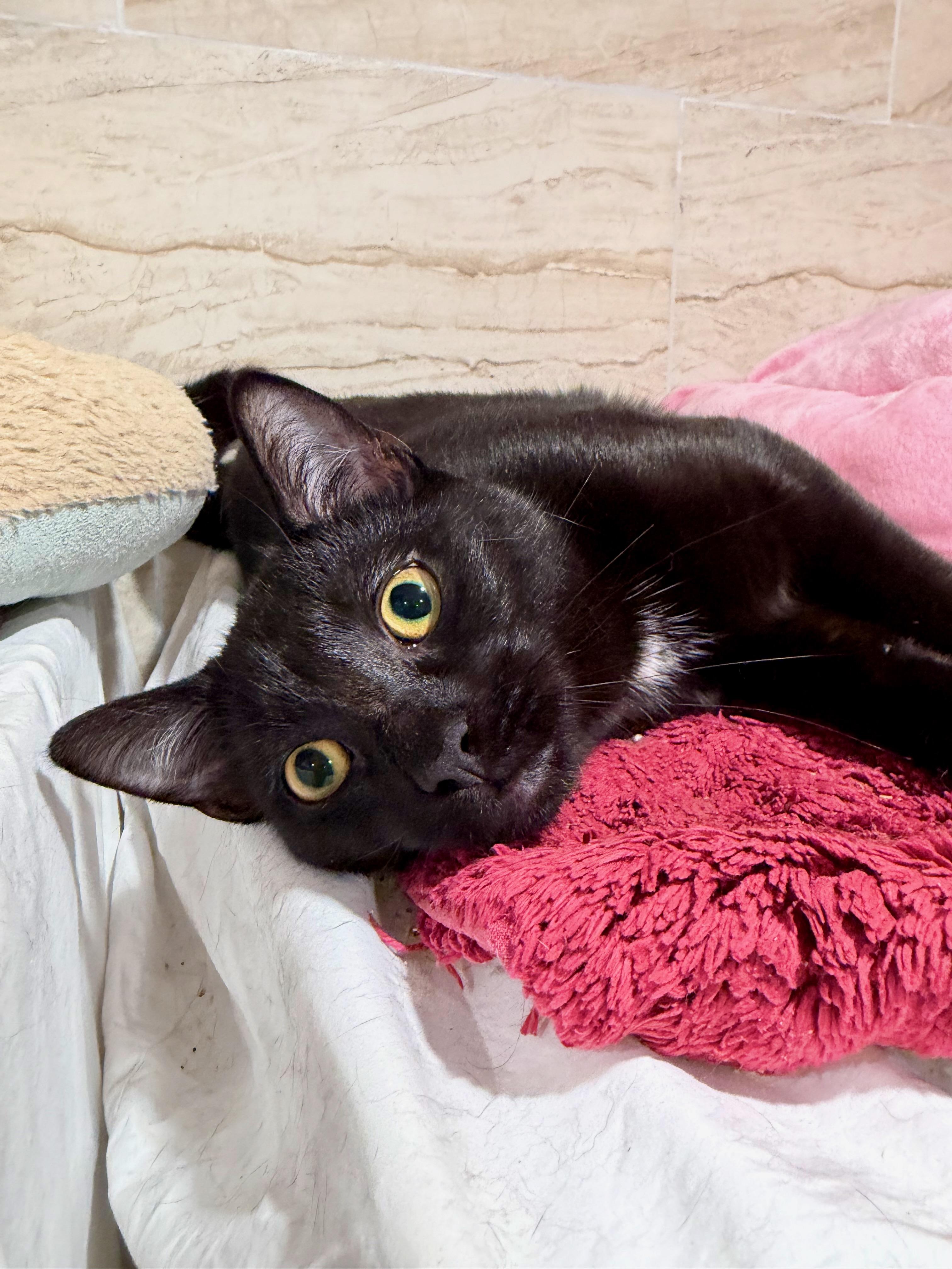 Enlarge Dante, a ADOPTABLE Domestic Short Hair in Manhasset, NY image 3/5