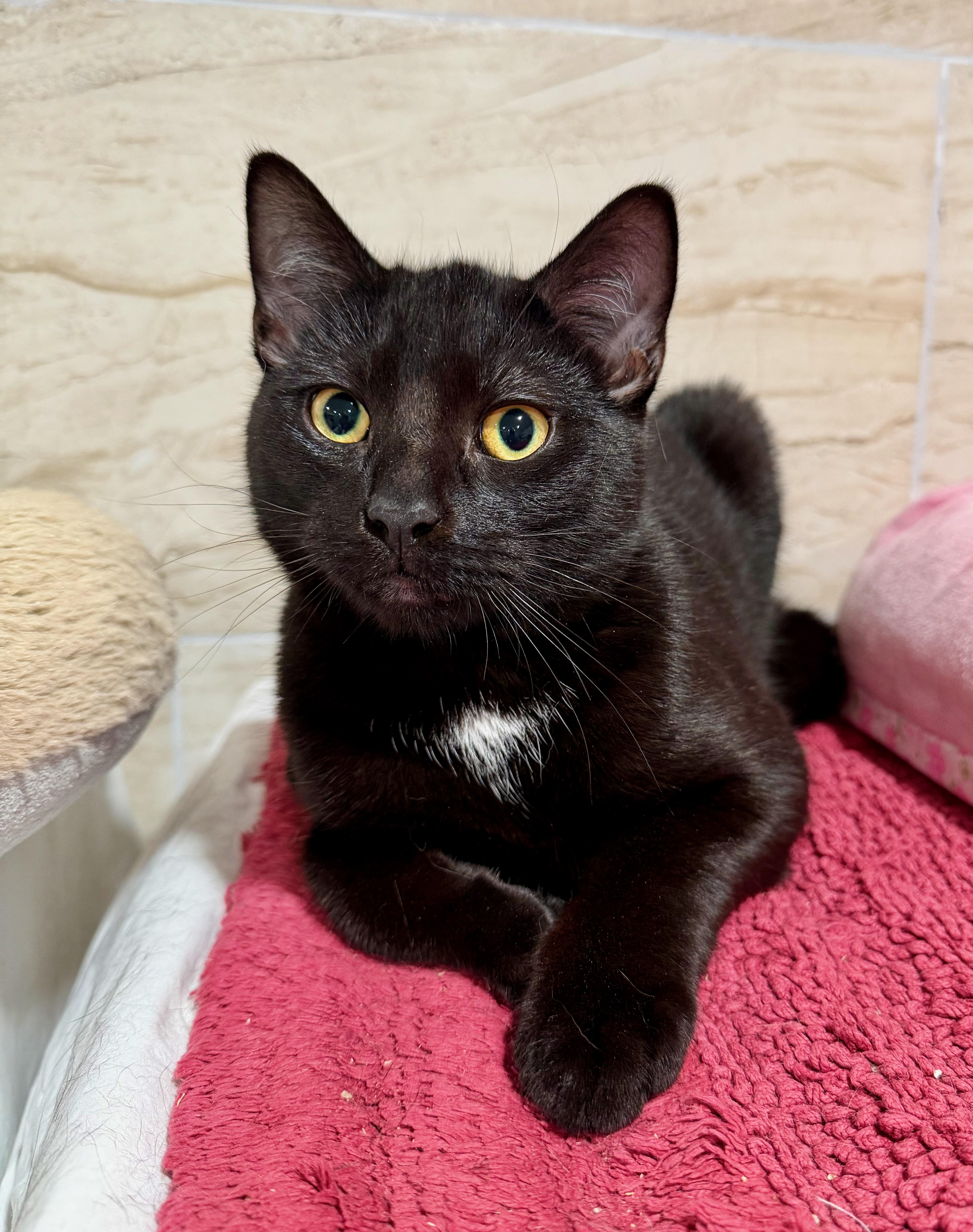 Dante, ADOPTABLE, Young Male Domestic Short Hair.