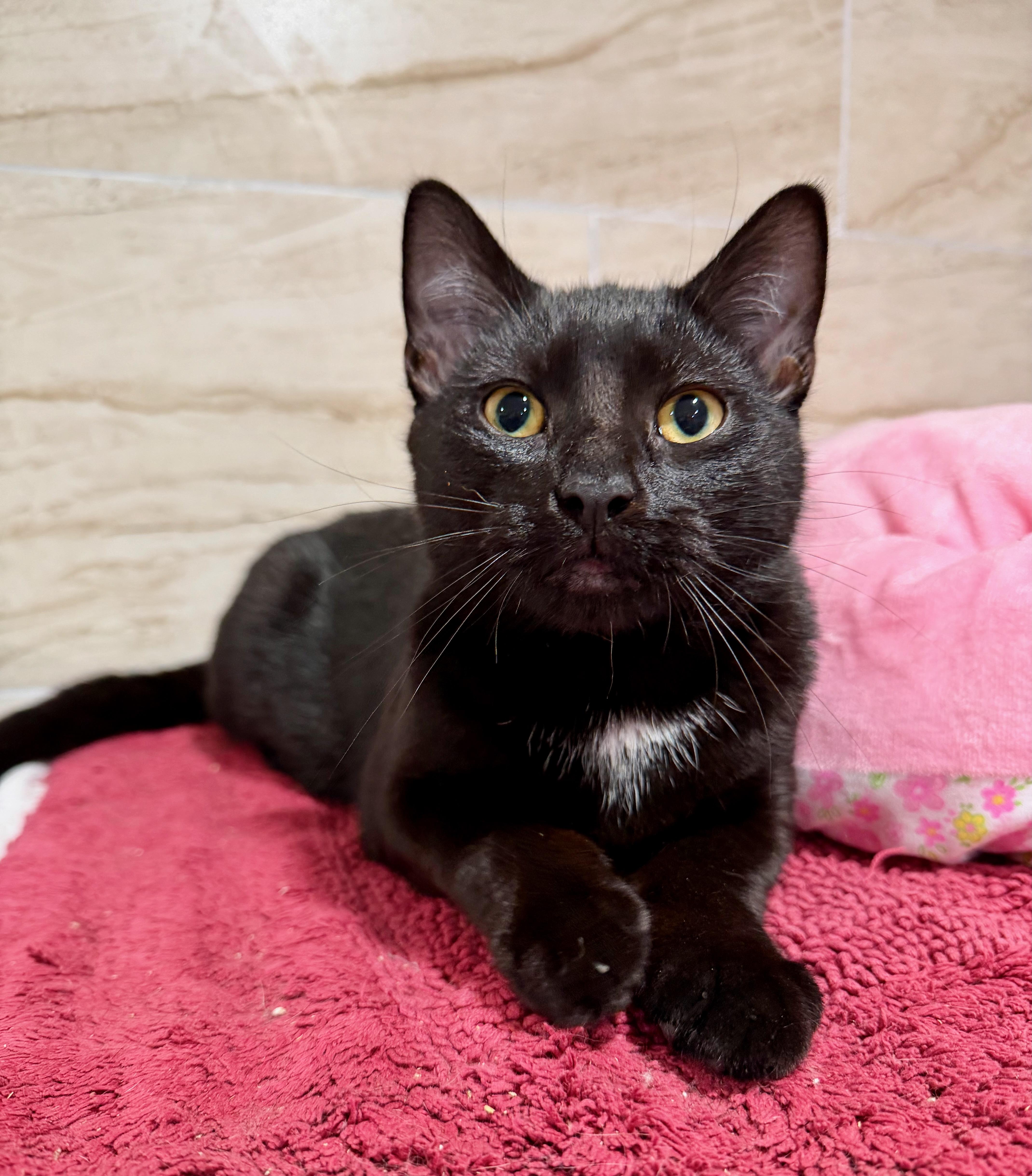 Enlarge Dante, a ADOPTABLE Domestic Short Hair in Manhasset, NY image 5/5