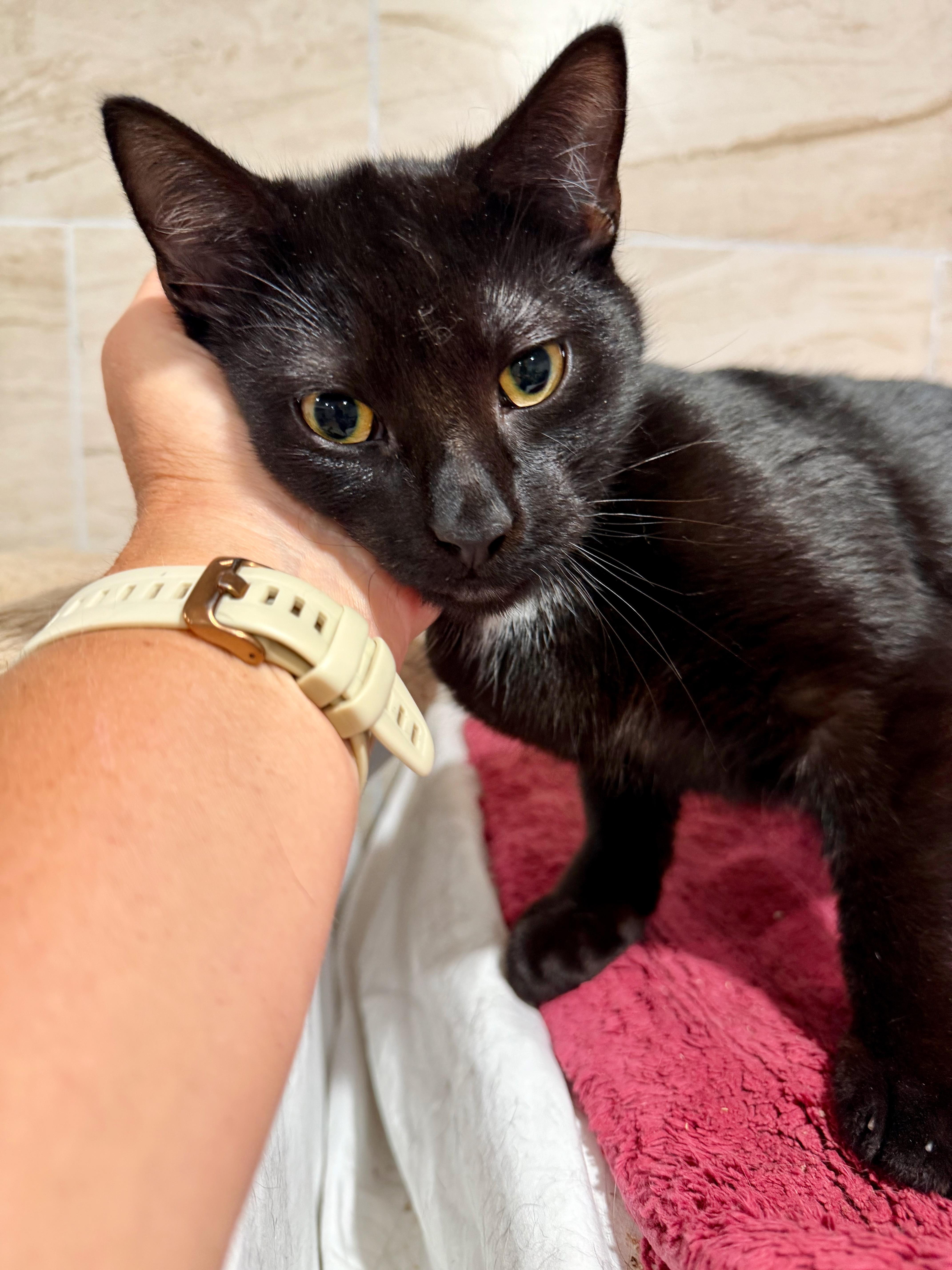 Enlarge Dante, a ADOPTABLE Domestic Short Hair in Manhasset, NY image 4/5