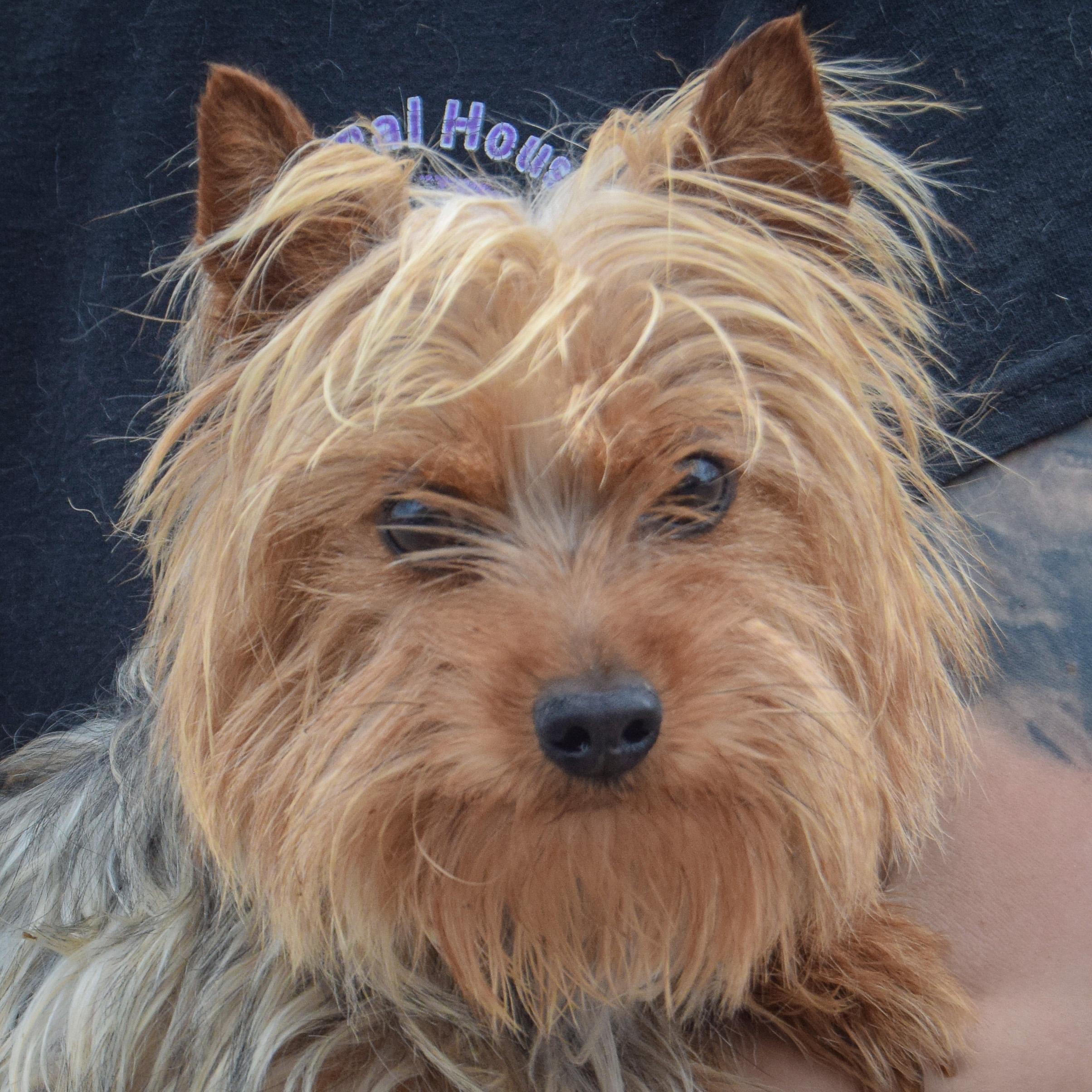 Jasmine, adopted, Young Female Yorkshire Terrier.