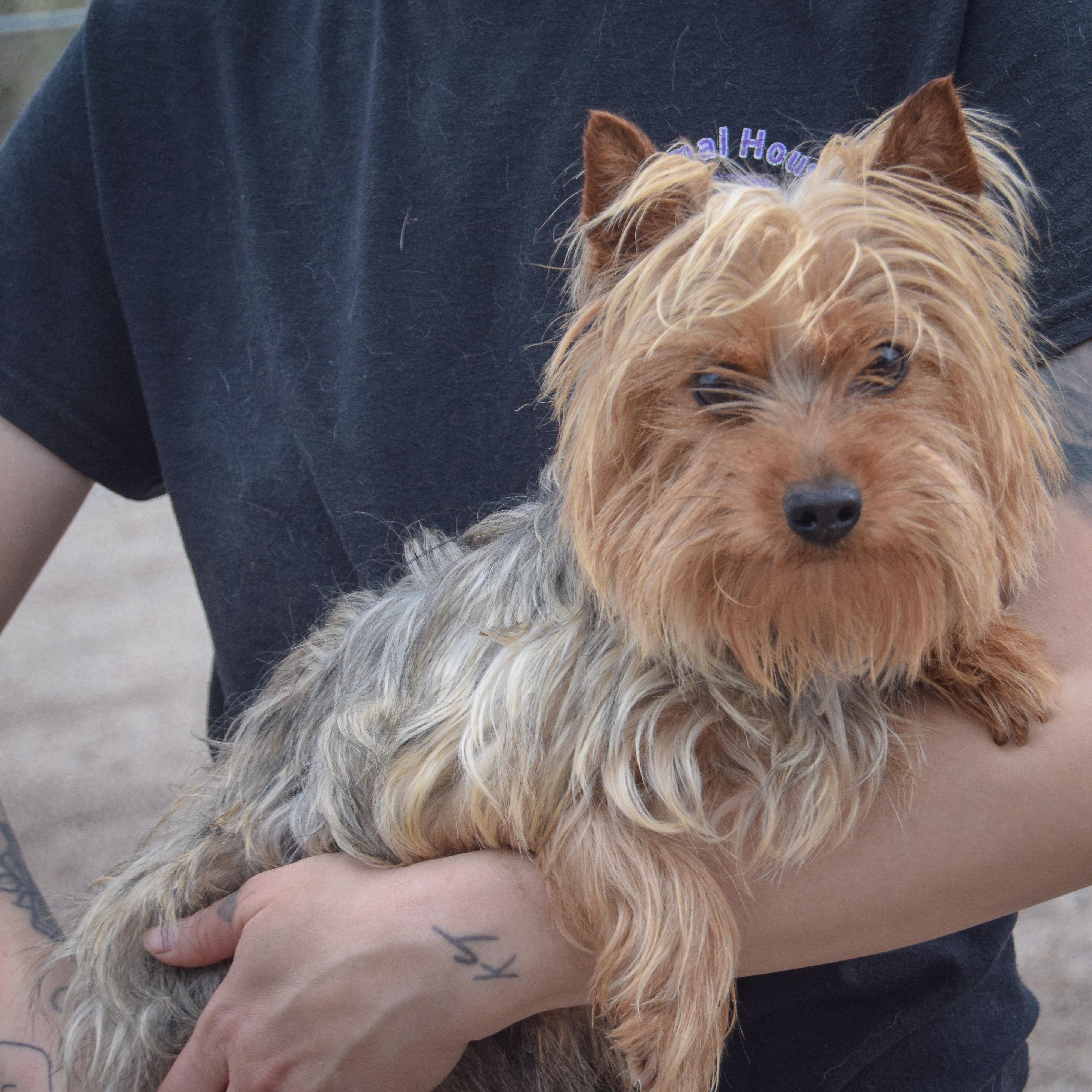 Enlarge Jasmine, an adopted mixed breed in Huntley, IL image 2/4