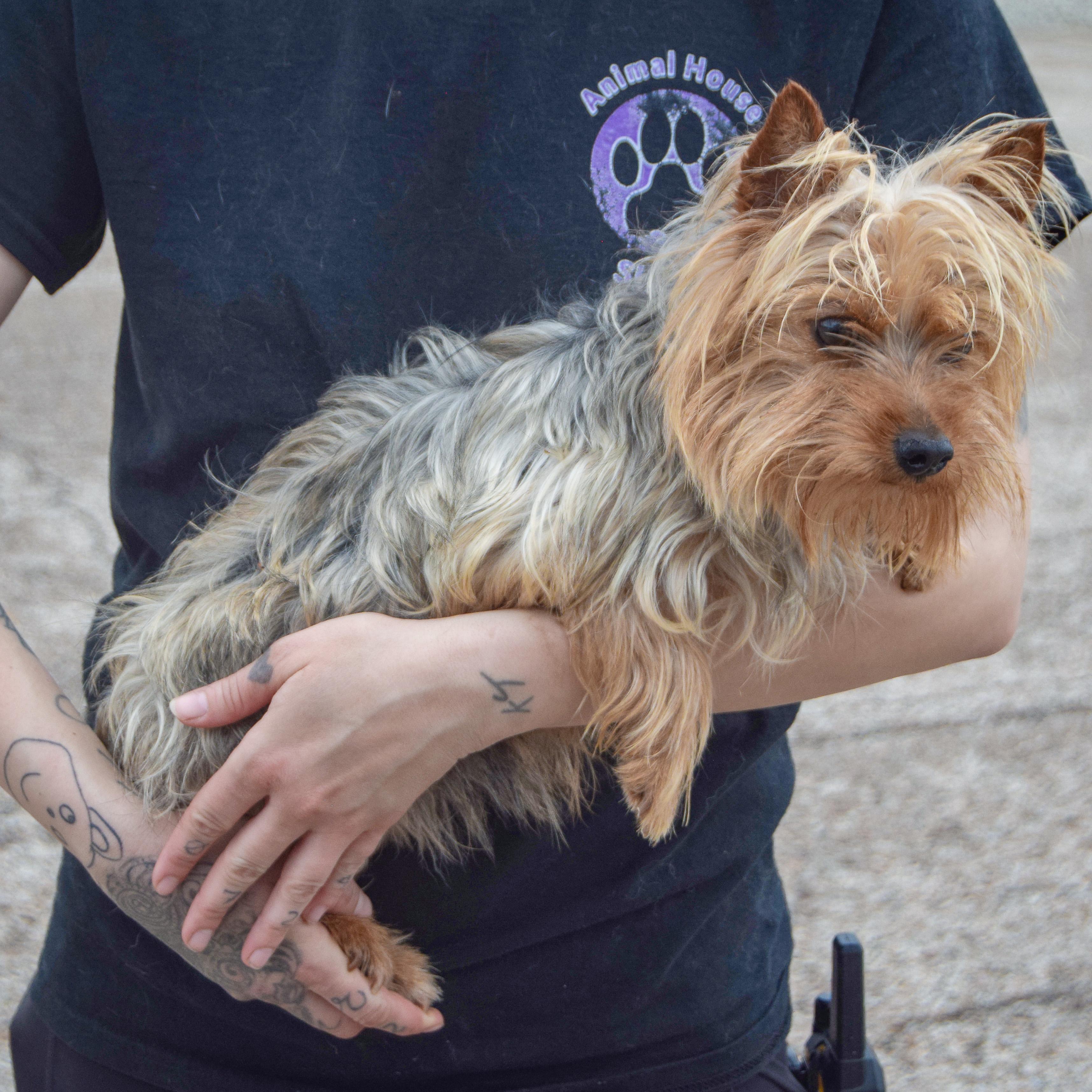 Enlarge Jasmine, an adopted mixed breed in Huntley, IL image 3/4