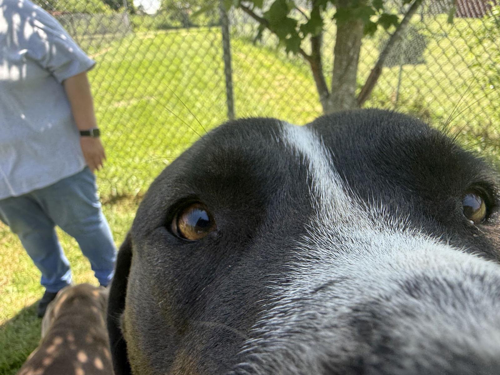 Hutch MO, Adoptable, Young Male Labrador Retriever & American Staffordshire Terrier.