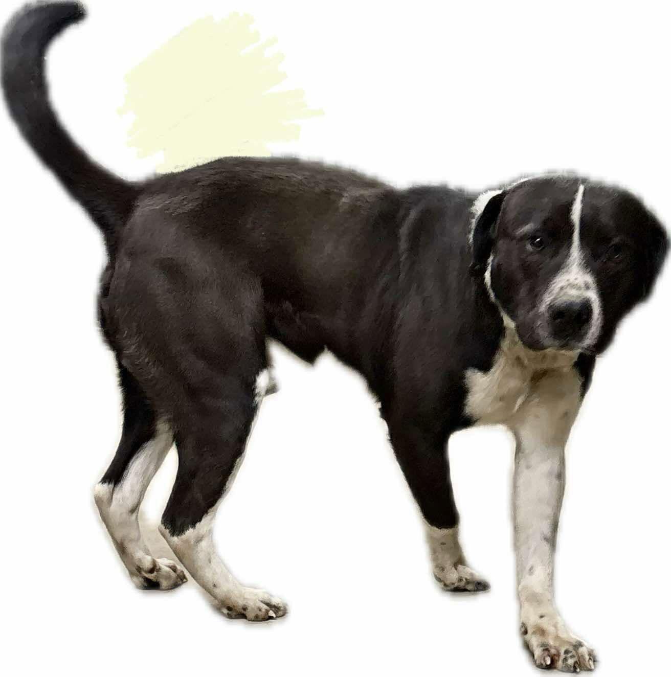 Hutch MO, a Adoptable mixed breed in Midway, UT image 2/3