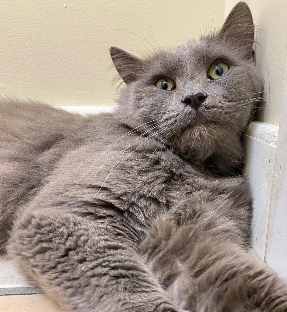 Soren, Adoptable, Adult Male Domestic Medium Hair.