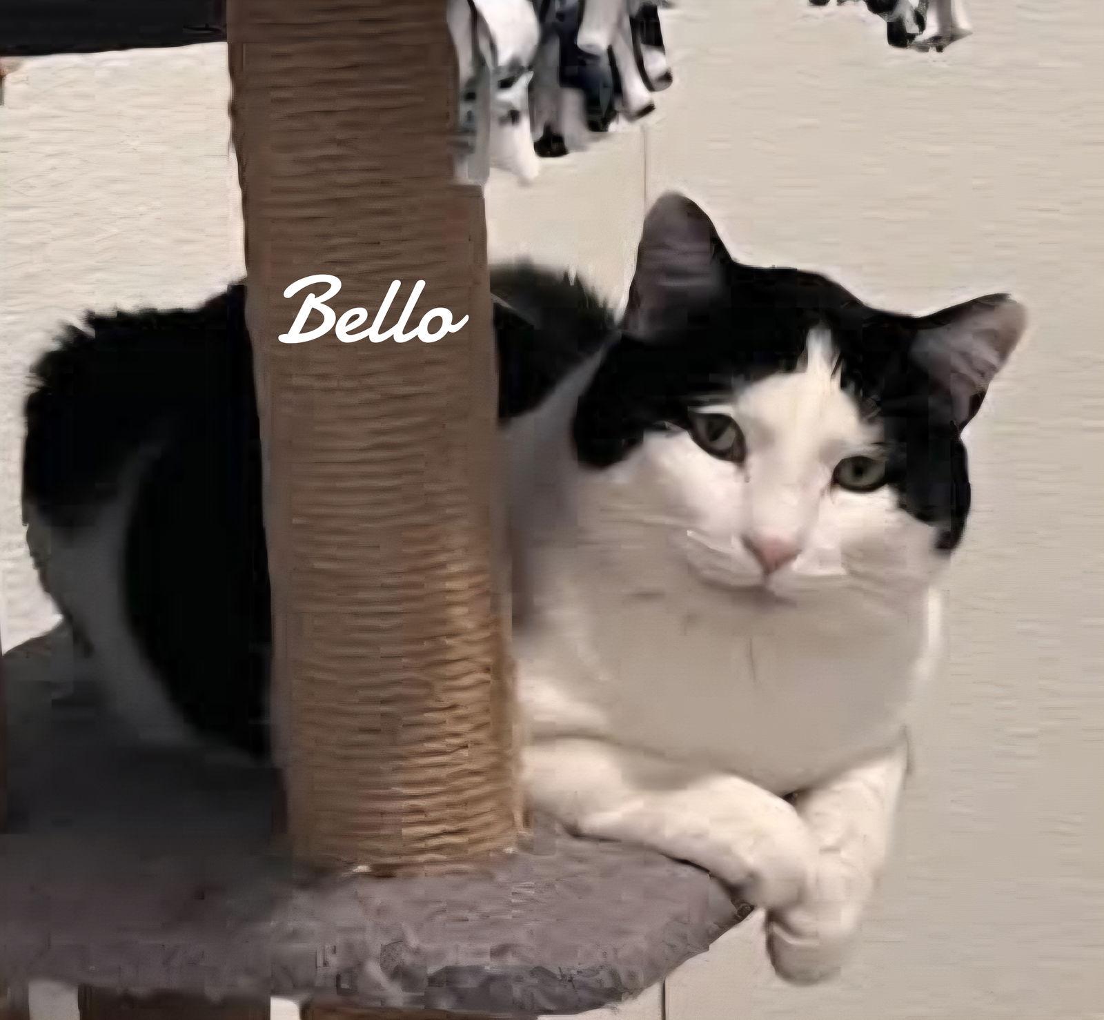 Bello, a Adoptable Domestic Short Hair in Naugatuck, CT image 1/2