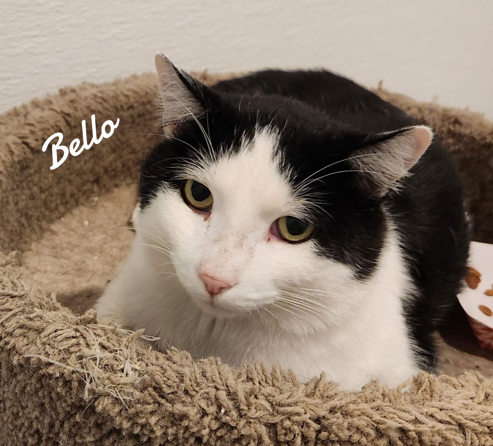 Bello, a Adoptable Domestic Short Hair in Naugatuck, CT image 2/2