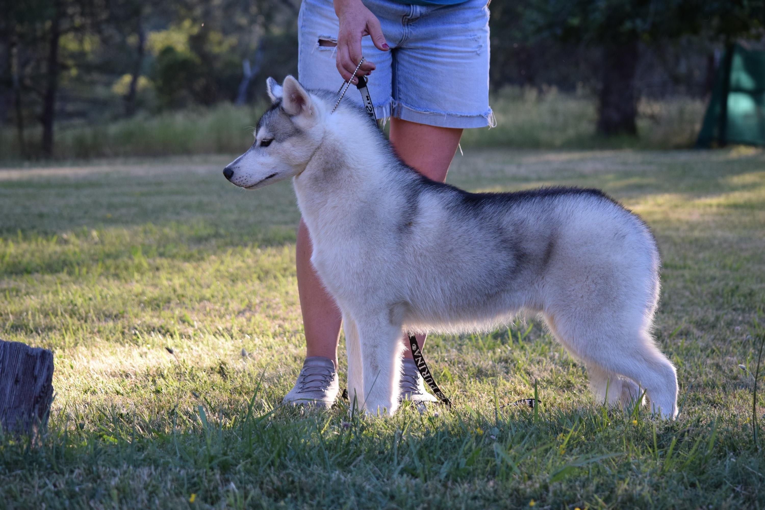 Razor, a ADOPTABLE Siberian Husky in Campbell, CA image 2/3