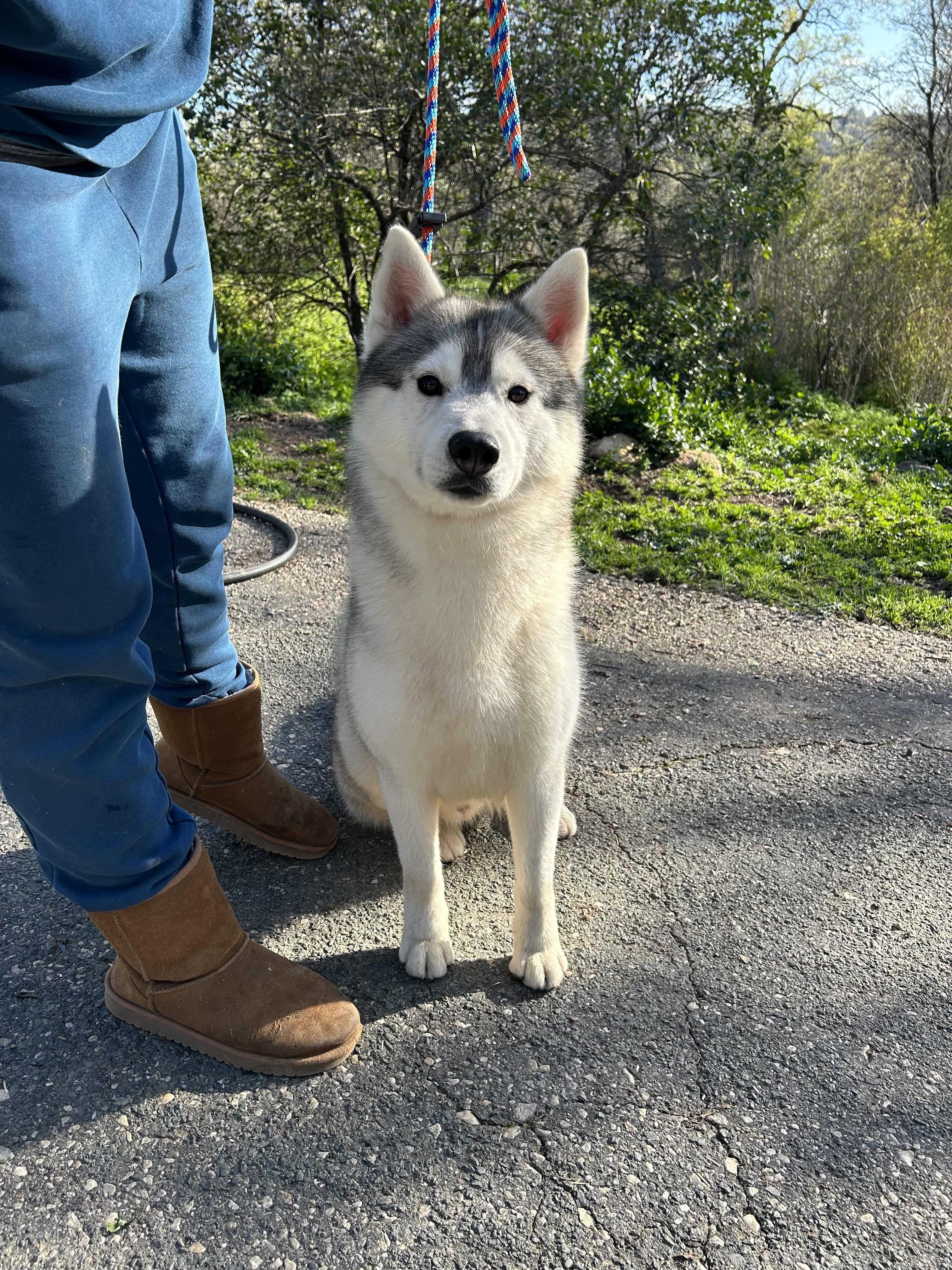 Razor, a ADOPTABLE Siberian Husky in Campbell, CA image 3/3