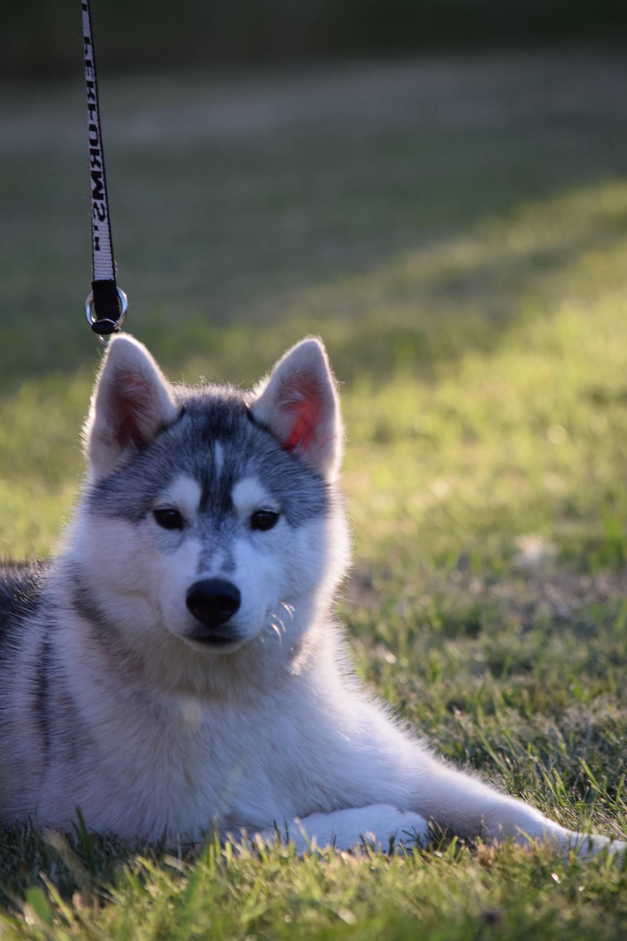 Razor, ADOPTABLE, Young Male Siberian Husky.
