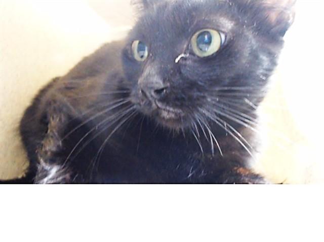Enlarge TOOTHLESS, a Adoptable Domestic Short Hair in Downey, CA image 1/1