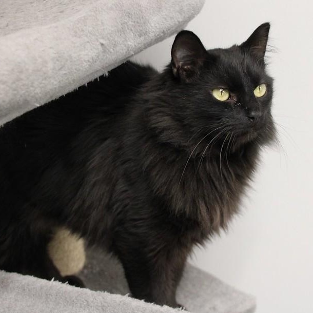 Cocoa, ADOPTABLE, Adult Male Domestic Long Hair.