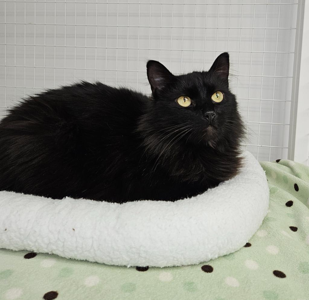 Enlarge Cocoa, a ADOPTABLE Domestic Long Hair in Medfield, MA image 2/4