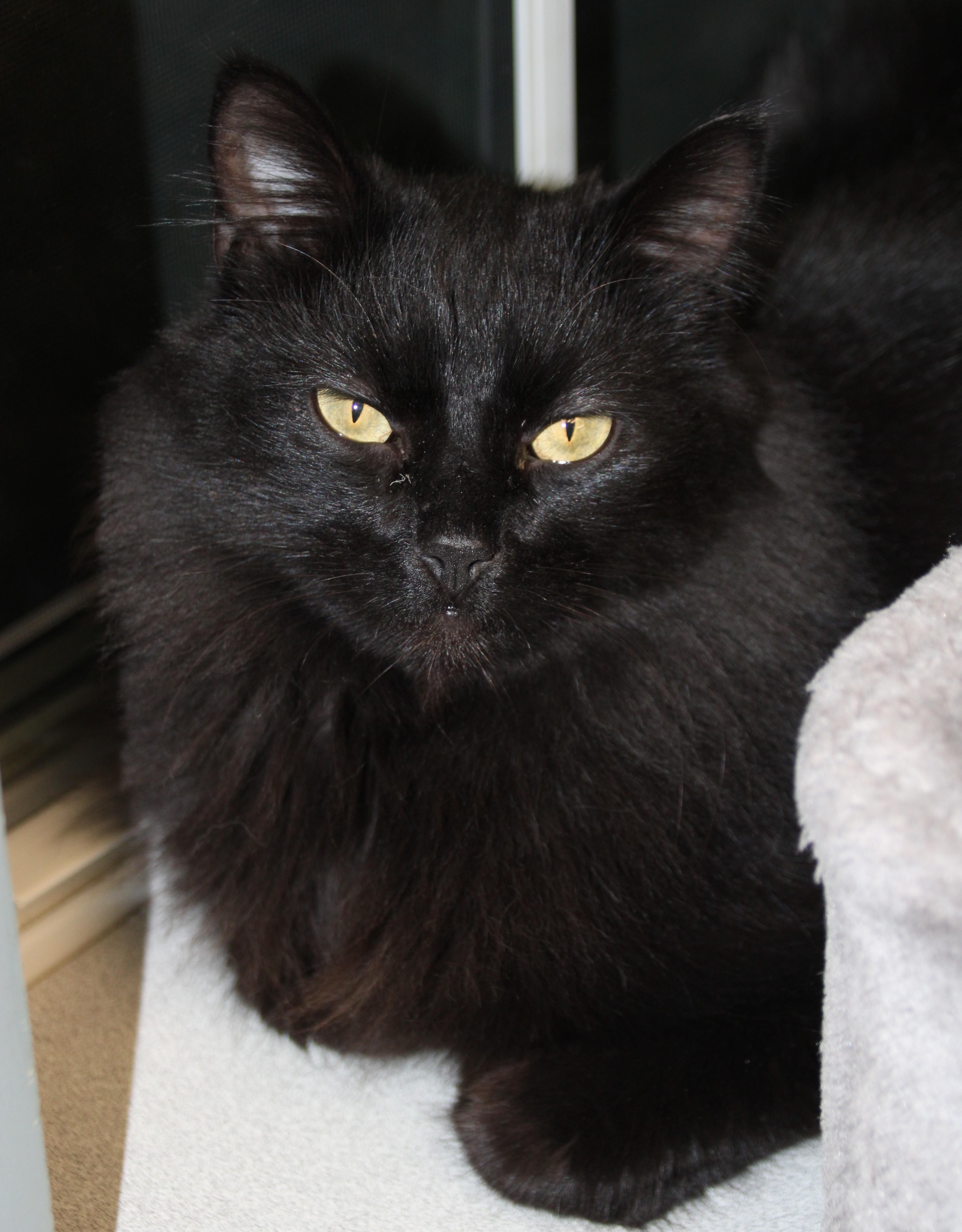Enlarge Cocoa, a ADOPTABLE Domestic Long Hair in Medfield, MA image 3/4
