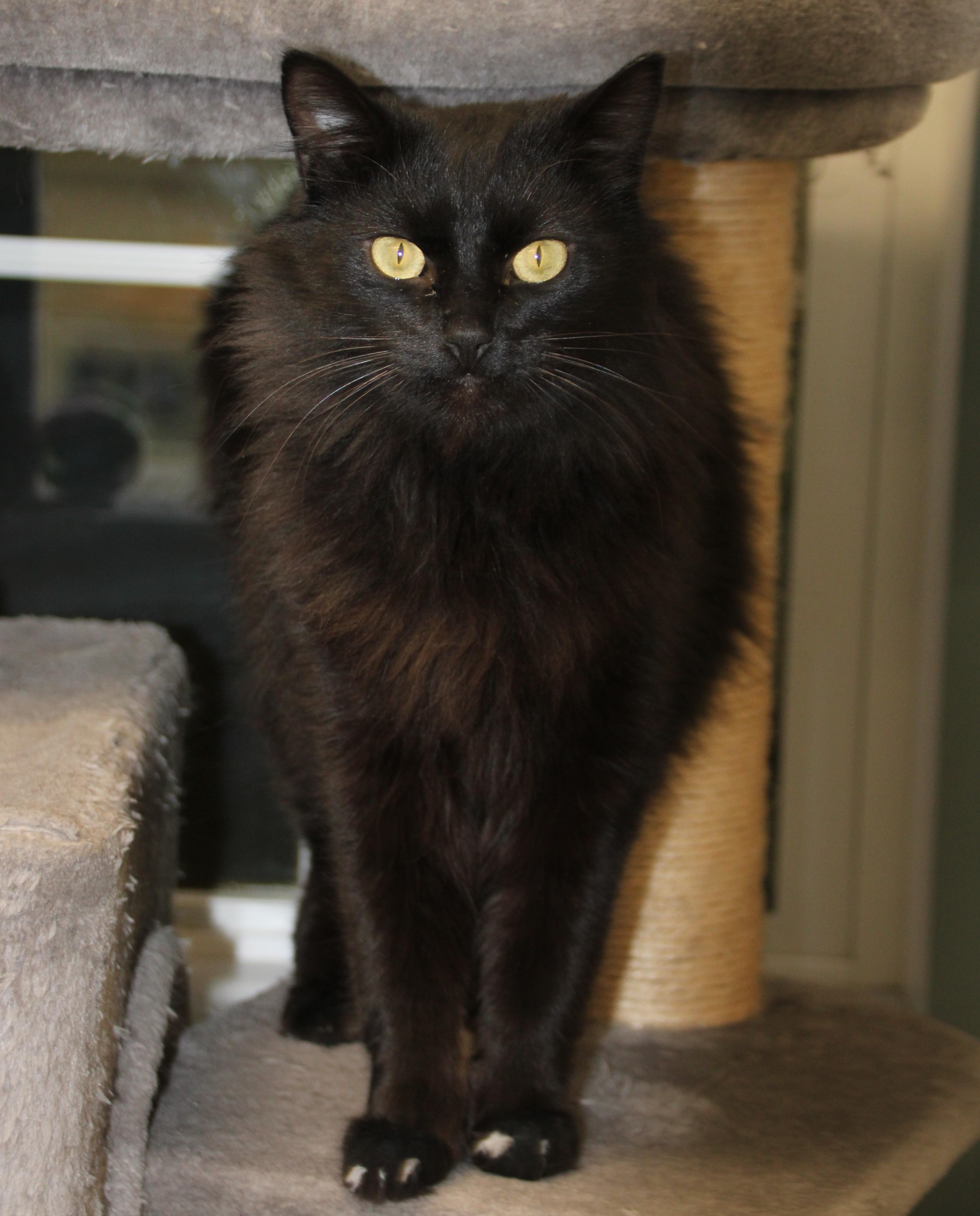 Enlarge Cocoa, a ADOPTABLE Domestic Long Hair in Medfield, MA image 4/4