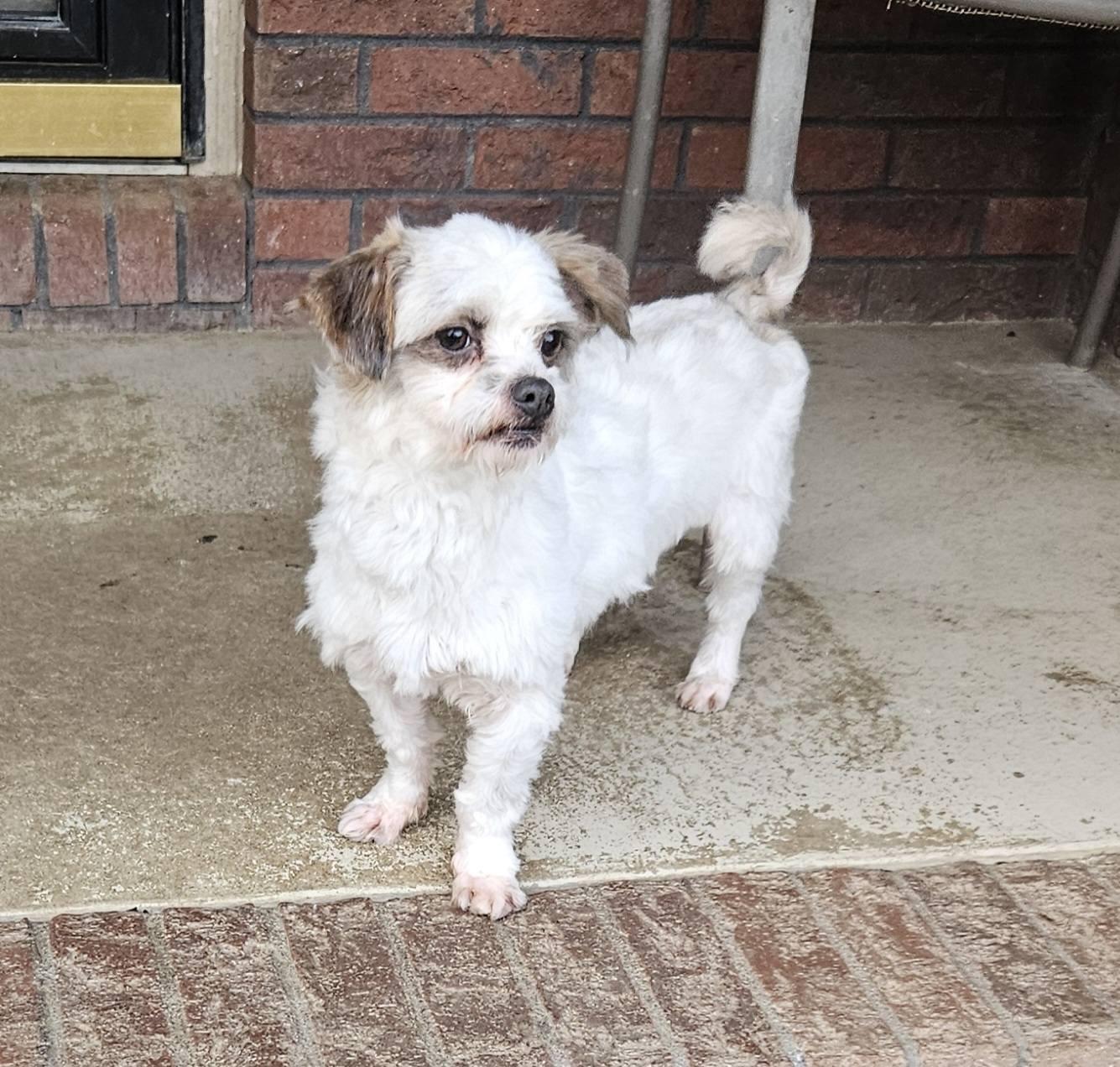 Enlarge Luigi, a ADOPTABLE mixed breed in Mount Pleasant, NC image 1/1