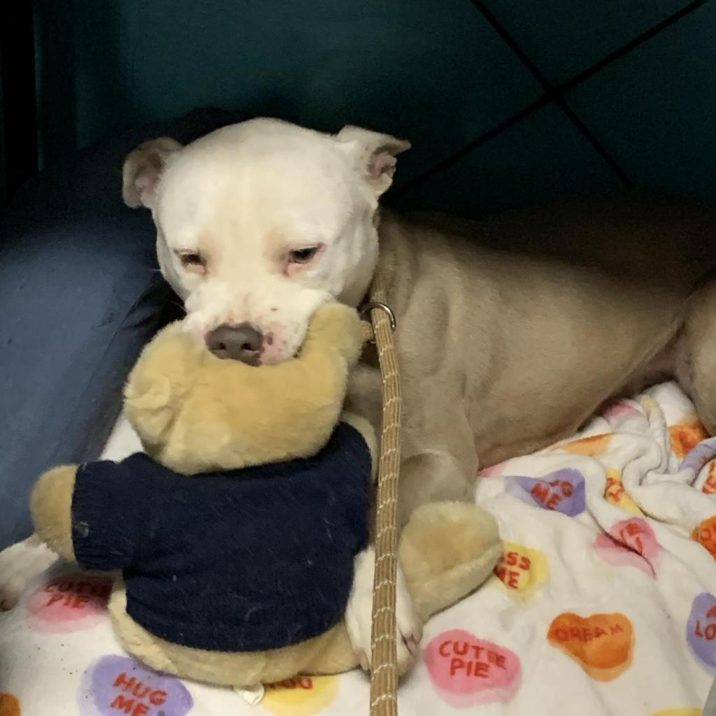 Zebediah, Adoptable, Adult Male Pit Bull Terrier & Mixed Breed.