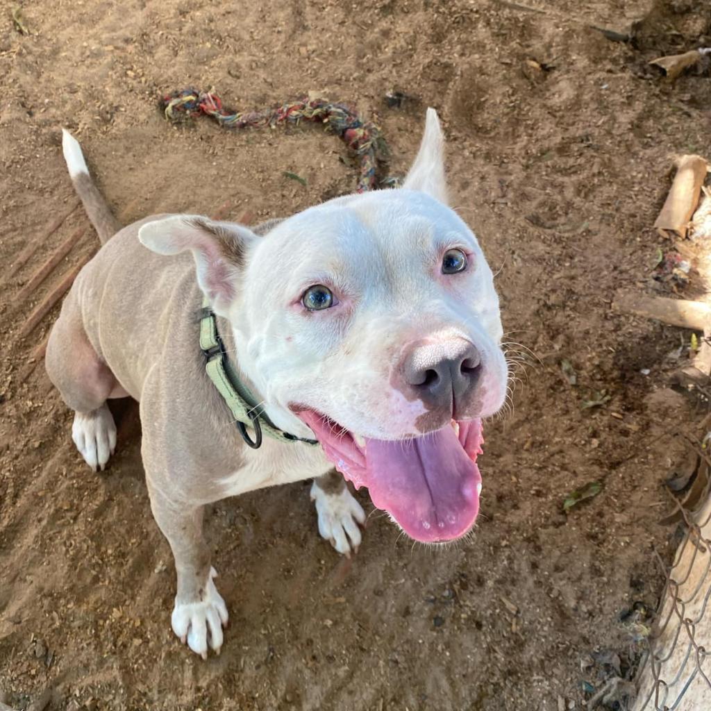 Enlarge Zebediah, a Adoptable mixed breed in Stephenville, TX image 2/6